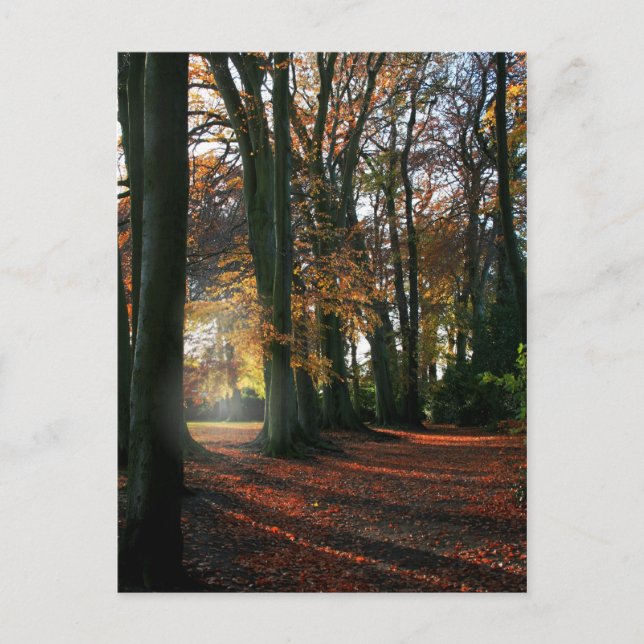 Profondément Dans Le Coeur Carte Postale (Devant)