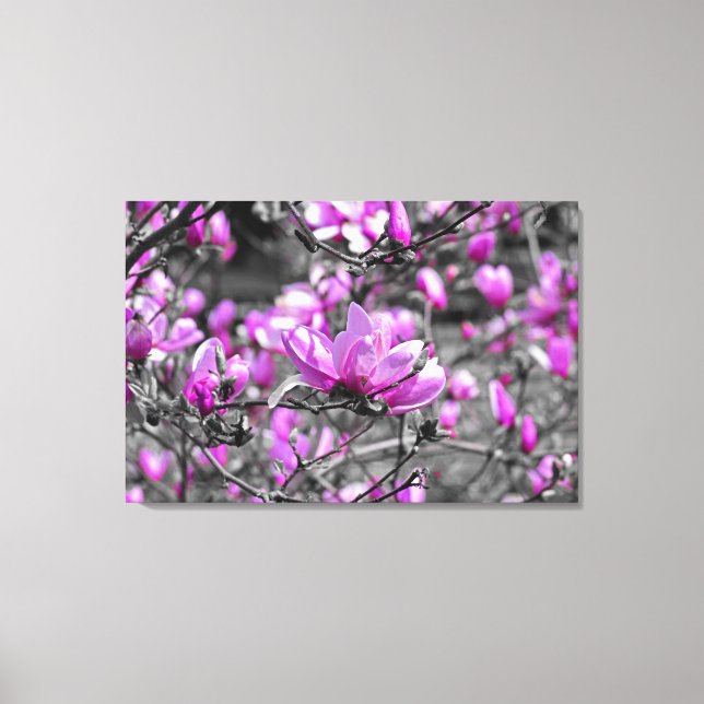 Profuse Magnolia Blooms Triptych Leinwanddruck (Vorderseite)