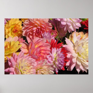 Profusion von Dahlias Poster