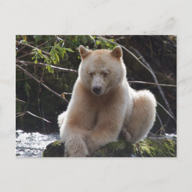 Project Spirit Bear Postkarte (Vorderseite)