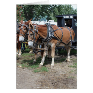 Projet de Mules à un festival agricole de l'Iowa