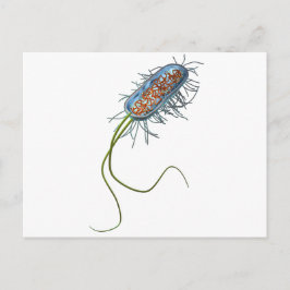 Prokaryotic Zelle Postkarte