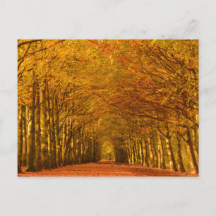 Promenade à travers la forêt en automne carte post