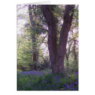 Promenade de jacinthe des bois