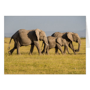 Promenade en famille des éléphants