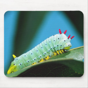 Prometheus-Mottenraupe, Callosamia Mousepad