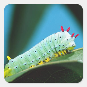 Prometheus-Mottenraupe, Callosamia Quadratischer Aufkleber