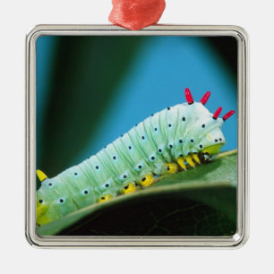 Prometheus-Mottenraupe, Callosamia Silbernes Ornament
