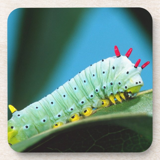 Prometheus-Mottenraupe, Callosamia Untersetzer (Vorderseite)