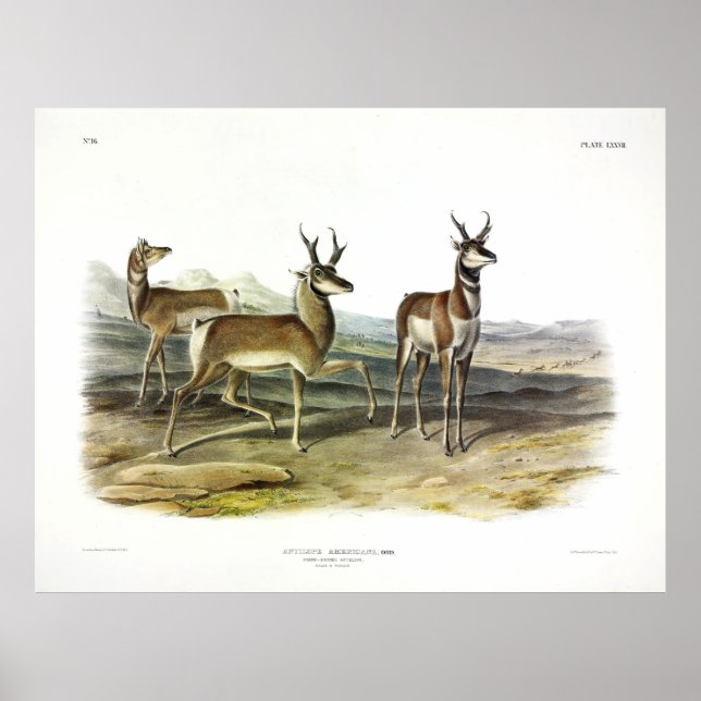 Prong-horned Antelope (Pronghorn) von Audubon Poster (Vorne)