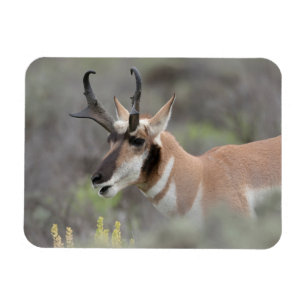 Pronghorn Antelope Buck   Grand Tetons Magnet