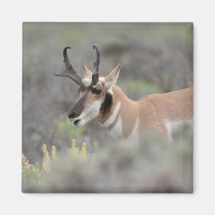 Pronghorn Antelope Buck Grand Tetons Magnet
