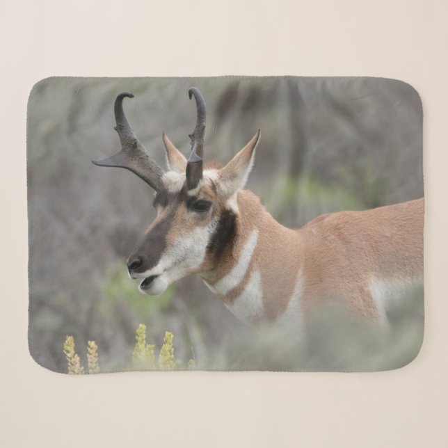 Pronghorn Antelope Buck | Grand Tetons Sherpadecke (Vorderseite (Horizontal))