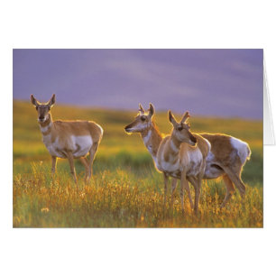 Pronghorn Antelope dans le Montana