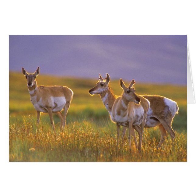 Pronghorn Antelope dans le Montana (Devant horizontal)
