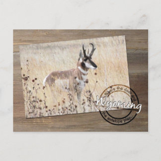 Pronghorn Antelope Foto on Wood - Wyoming WY USA Postkarte