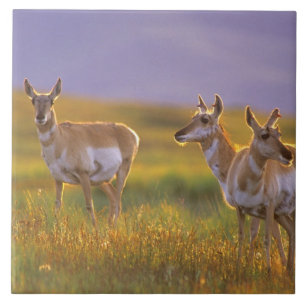 Pronghorn Antelope in Montana Fliese