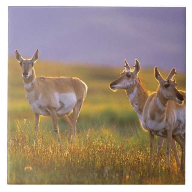 Pronghorn Antelope in Montana Fliese (Vorderseite)