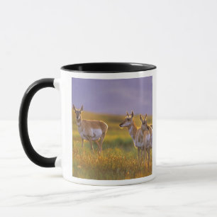 Pronghorn Antelope in Montana Tasse