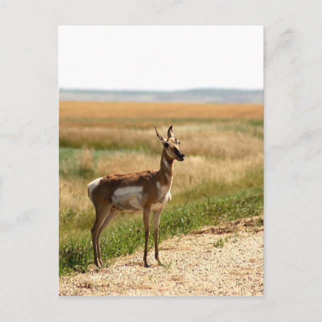 Pronghorn Antelope Postkarte (Vorderseite)