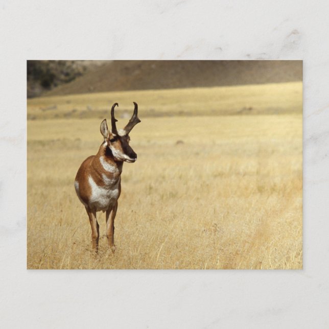 Pronghorn Antelope Wildlife Series # 9 Carte posta (Devant)