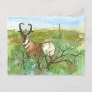 Pronghorn Antelope Wüste Landschaft Wasserfarbe Postkarte
