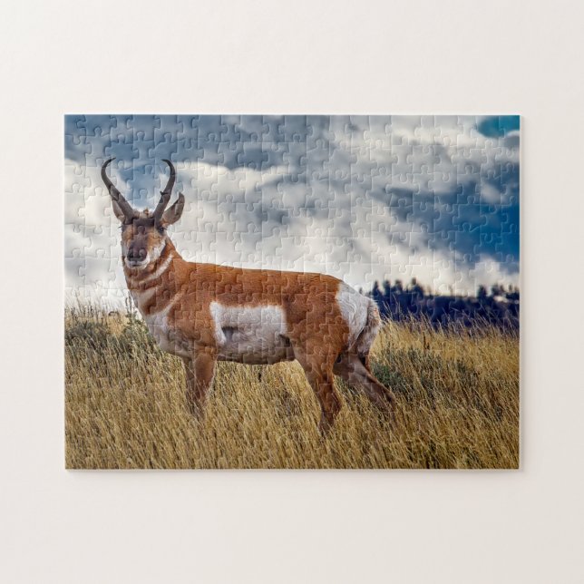 Pronghorn Deer Wyoming. (Horizontal)