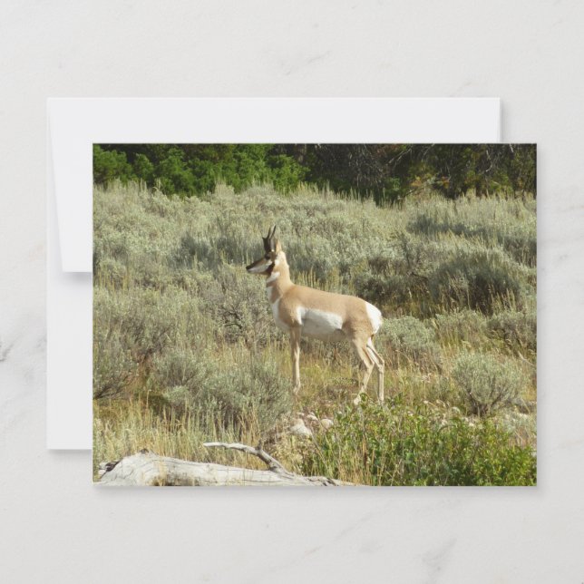 Pronghorn im Grand Teton Nationalpark (Vorderseite)