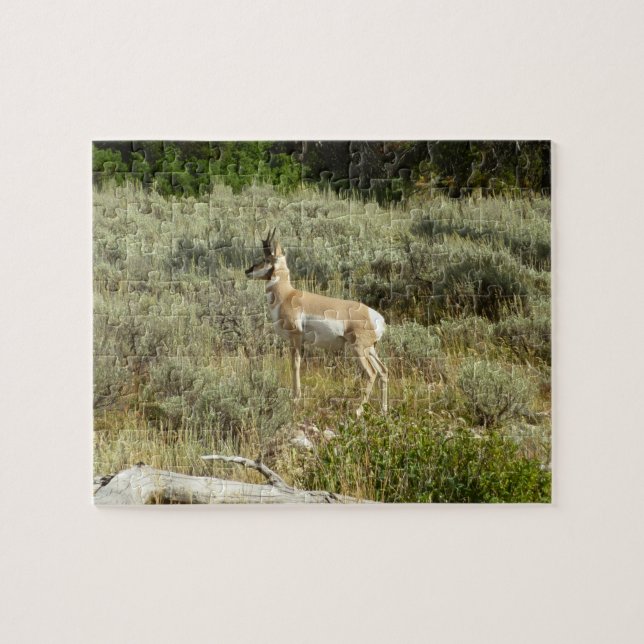 Pronghorn im Grand Teton Nationalpark (Horizontal)