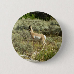 Pronghorn im Grand Teton Nationalpark Button