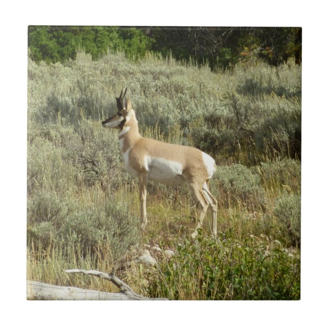 Pronghorn im Grand Teton Nationalpark Fliese (Vorderseite)