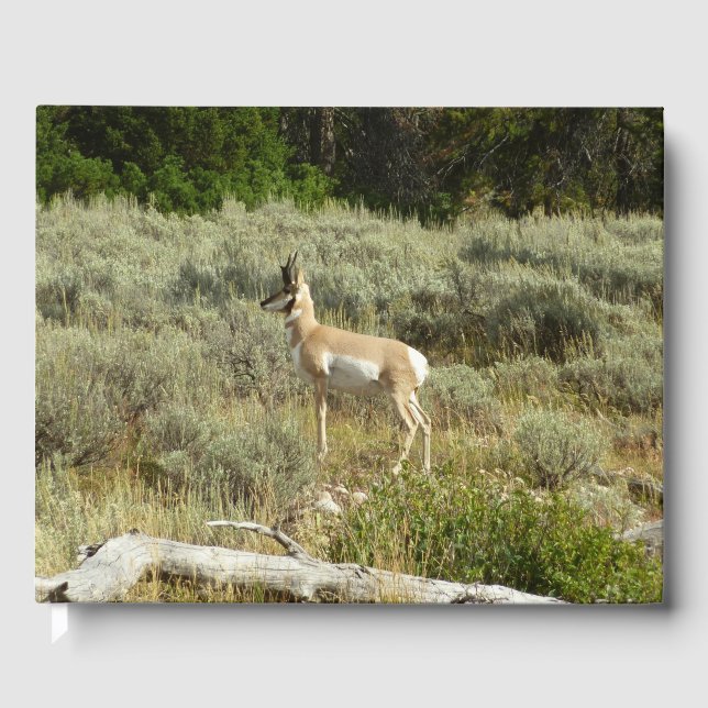 Pronghorn im Grand Teton Nationalpark Gästebuch (Vorderseite)