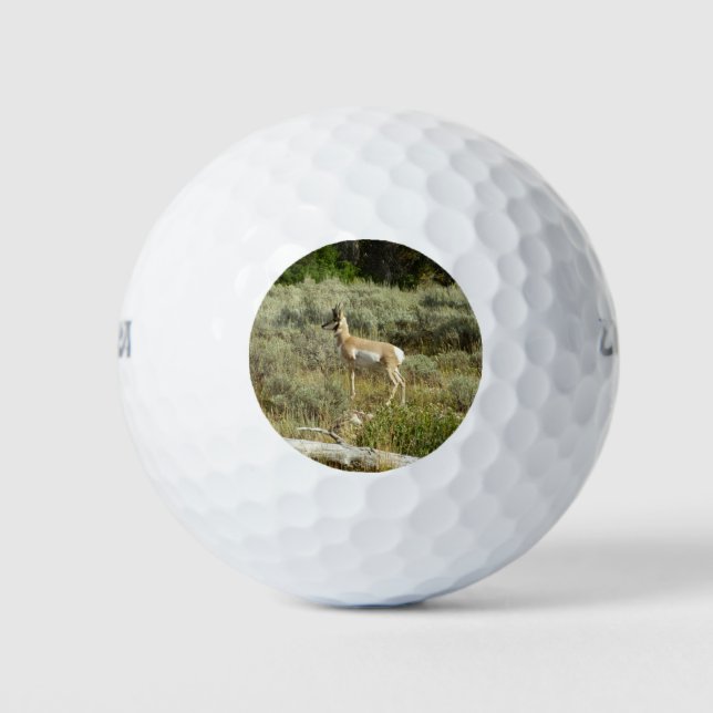 Pronghorn im Grand Teton Nationalpark Golfball (Vorderseite)