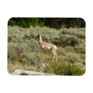 Pronghorn im Grand Teton Nationalpark Magnet