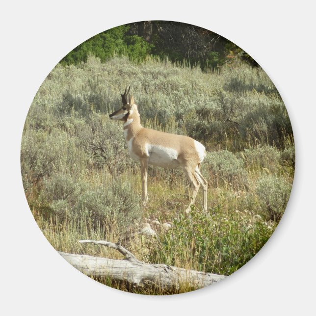 Pronghorn im Grand Teton Nationalpark Magnet (Vorne)