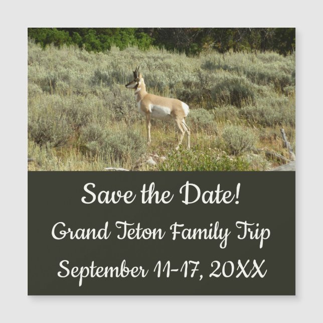 Pronghorn im Grand Teton Nationalpark Magnetkarte (Vorderseite)