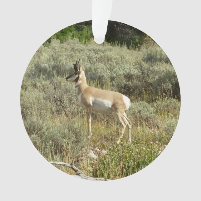 Pronghorn im Grand Teton Nationalpark Ornament (Vorderseite)