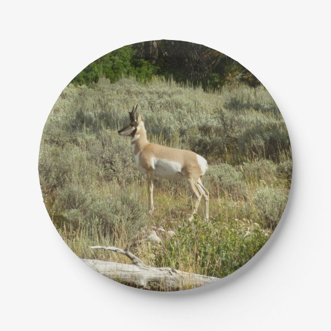Pronghorn im Grand Teton Nationalpark Pappteller (Vorderseite)