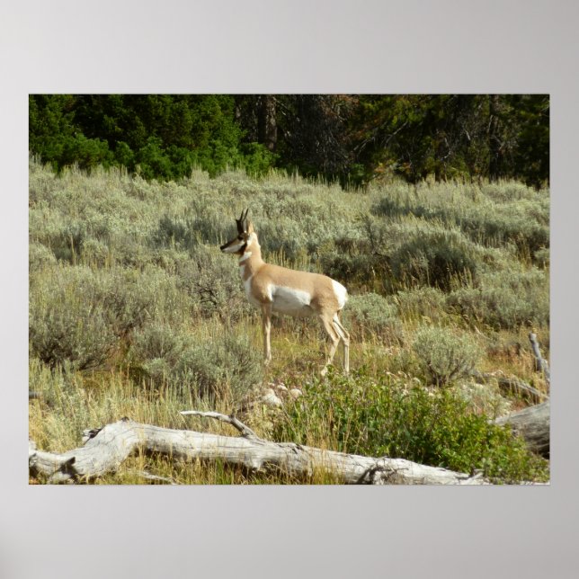 Pronghorn im Grand Teton Nationalpark Poster (Vorne)