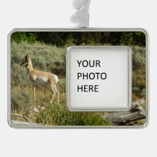 Pronghorn im Grand Teton Nationalpark Rahmen-Ornament Silber
