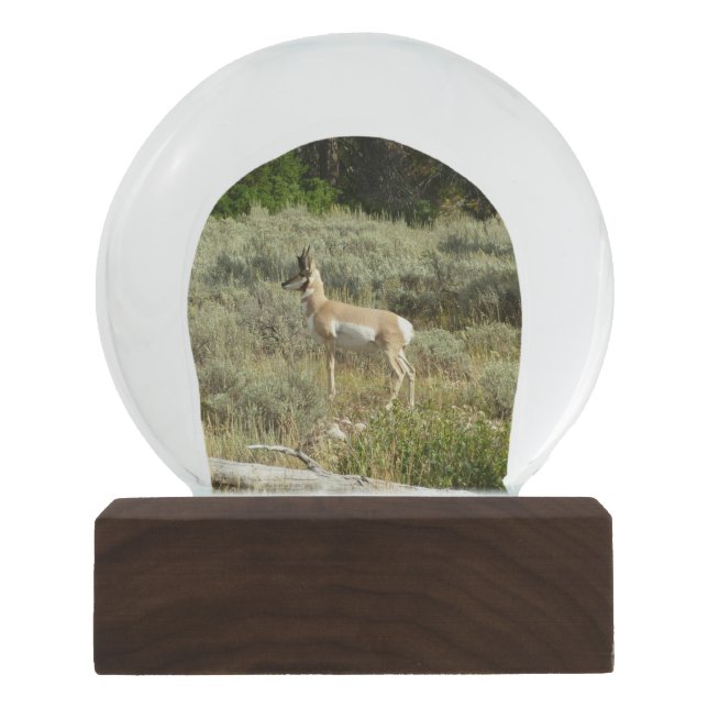 Pronghorn im Grand Teton Nationalpark Schneekugel (Vorderseite)