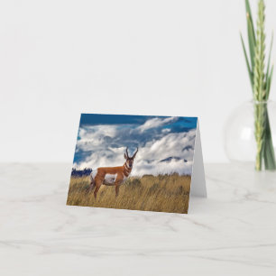 Pronghorn in Meadow, Yellowstone NP Karte