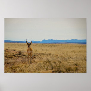 Pronghorn Poster