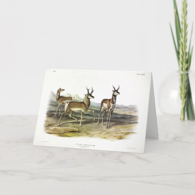 Pronghorn (Prong-horned Antelope) von Audubon Karte (Vorderseite)