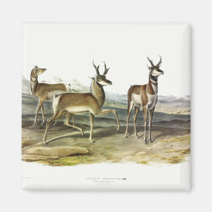 Pronghorn (Prong-horned Antelope) von Audubon Magnet