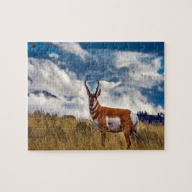 Pronhorn Deer Wyoming (Horizontal)