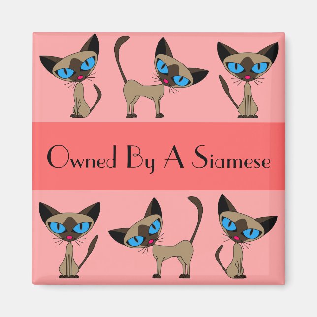 Propriété D'Un Aimant Siamais (Devant)