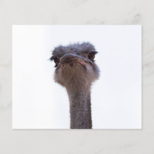 Prospectus 11,4 Cm X 14,2 Cm autruche