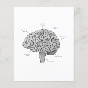 Prospectus 11,4 Cm X 14,2 Cm Cerveau scientifique