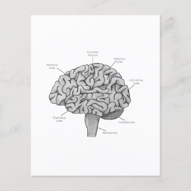 Prospectus 11,4 Cm X 14,2 Cm Cerveau scientifique (Devant)